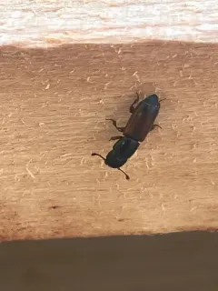 Pityophagus rufipennis thumbnail 2