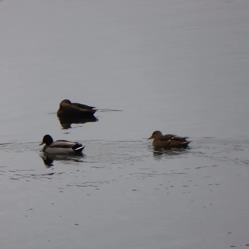 American Black Duck