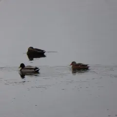 Mallard thumbnail 3