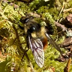 Whiskered Bumble Fly thumbnail 3