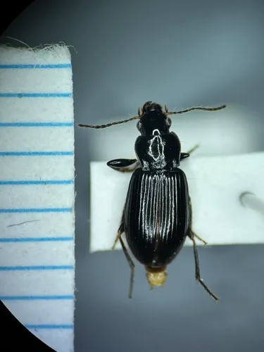 Conforming Harp Ground Beetle