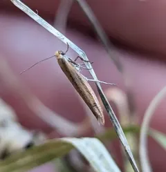 Euhyponomeutoides gracilariella thumbnail 2