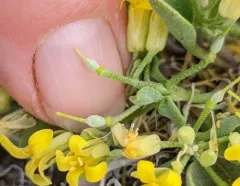 western bladderpod thumbnail 2