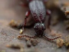 Clinidium calcaratum thumbnail 3