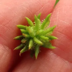 Rough-fruited buttercup thumbnail 3