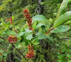Farr's Willow thumbnail 3