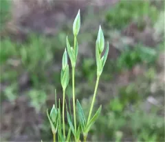 Upright Chickweed thumbnail 3