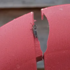 Salmonfly Cicada thumbnail 2