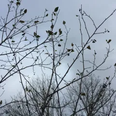 Red Alder thumbnail 2