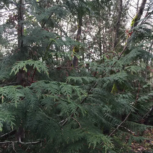 western redcedar