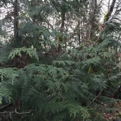 western redcedar thumbnail 1