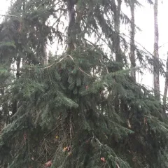Douglas-fir thumbnail 4