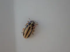 Episcopal Ladybird thumbnail 1
