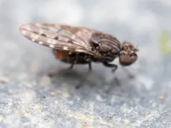 Limnellia turneri thumbnail 3