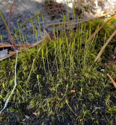 Ditrichum schimperi