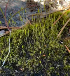 Ditrichum schimperi thumbnail 1