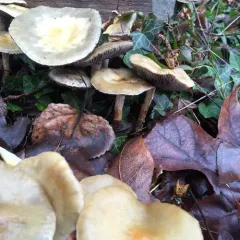 Mulch Maids thumbnail 4