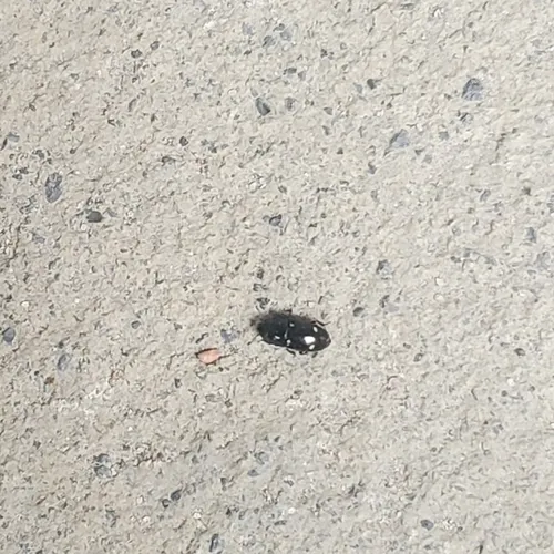 Glischrochilus siepmanni