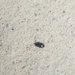 Glischrochilus siepmanni thumbnail 1