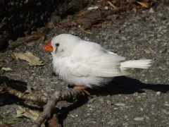 Zebra Finch thumbnail 3