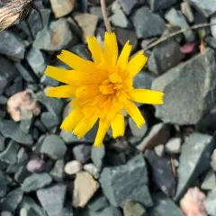 Autumn Hawkbit thumbnail 3