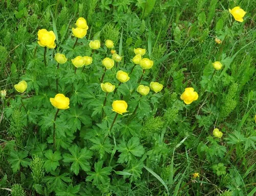 Asian globeflower