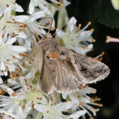 Soybean Looper Moth thumbnail 1