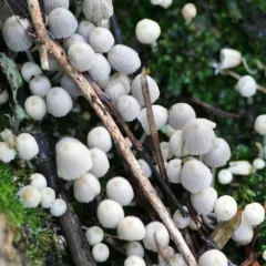 Trooping Crumble Cap thumbnail 1