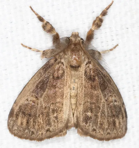Fir Tussock Moth