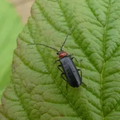 Silis spathulata thumbnail 3