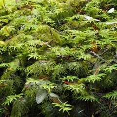 stairstep moss thumbnail 3