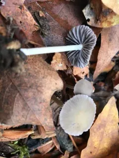 Psathyrella pseudogracilis thumbnail 4