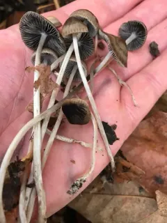Psathyrella longicauda thumbnail 4