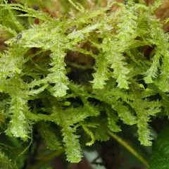 Douglas' Neckera Moss thumbnail 2