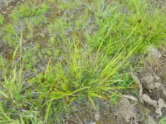 long-bracted sedge thumbnail 4