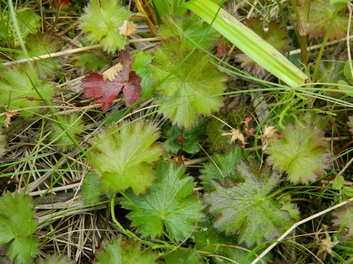 Idaho barren strawberry