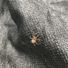 Rustic Wolf Spider thumbnail 2