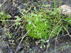 Bog Stitchwort thumbnail 4