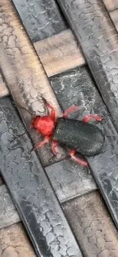 Chariessa elegans thumbnail 1