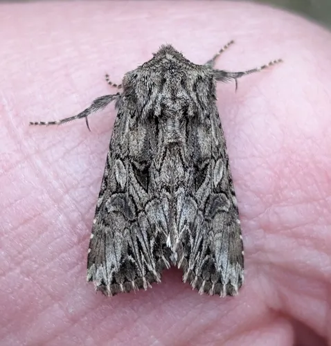 Anarta crotchii