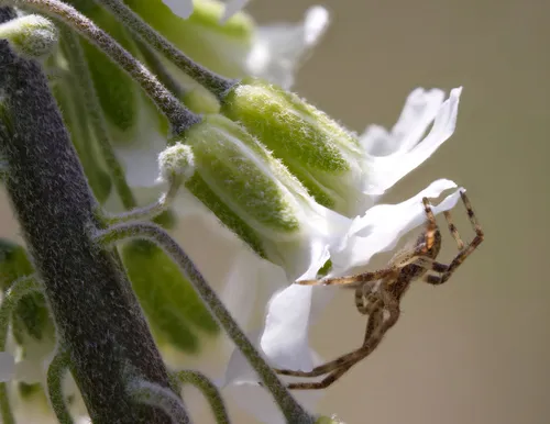 many-flowered rockcress