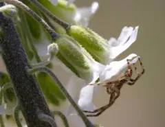 many-flowered rockcress thumbnail 1