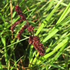 barnyardgrass thumbnail 2