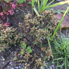 marsh cudweed thumbnail 4