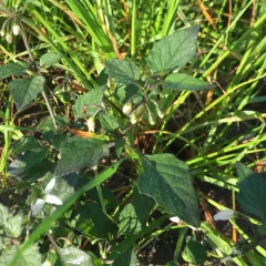 black nightshade thumbnail 3