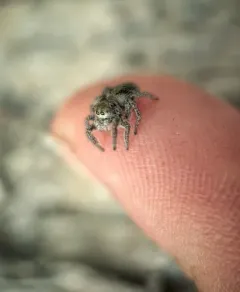 Habronattus cuspidatus thumbnail 4