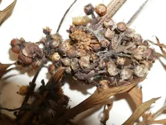 Hazel Dodder thumbnail 2