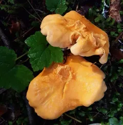 Rainbow Chanterelle thumbnail 2