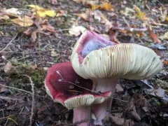 bloody brittlegill thumbnail 2