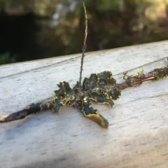 Pseudocyphellaria citrina thumbnail 2